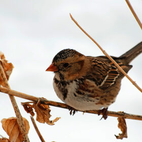 Harris's Sparrow perched on a dry flower stalk in a winter storm