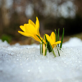 closeup of saffron crocus flower blooms between snow in spring garden.