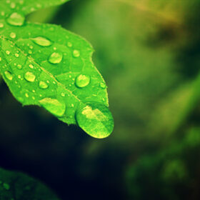 дощ, листок, краплина води
