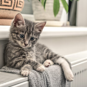 Cute little grey kitten with blue eyes relaxing on the warm radiator closeup