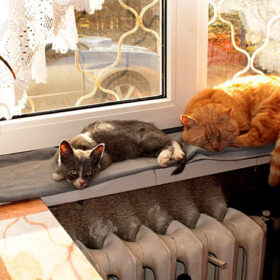 коти, вікно, батарея, тепло