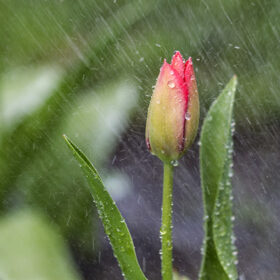 дощ тюльпан, весна