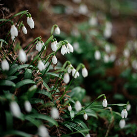 Textured background of the snowdrop among the green leaves. Conseption of the spring, new life in nature.