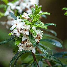 daphne bush blooming in spring wet from early morning spring rain