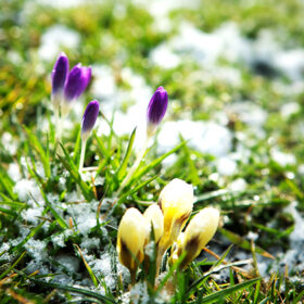 трава, сніг, квіти