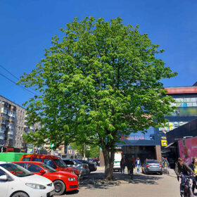 дерево в місті