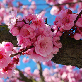 Pink Flowering Plum Blossoms In Spring