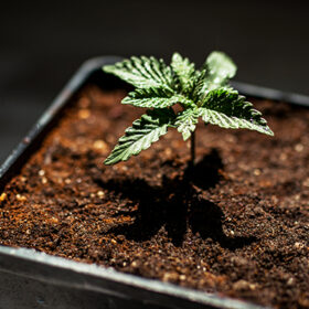 young marijuana plant in a pot with earth