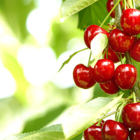 fresh and healthy cherries still growing on a tree ready to harvest. photographed with bright sunlight