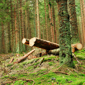 Some cut trees in the forest in summer