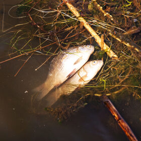 Dead fish on the polluted water