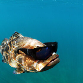 Red grouper underwater in ocean with sunglasses