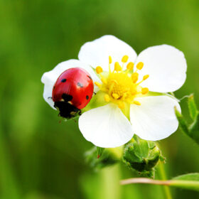 ladybug on wild strawberry flower macro