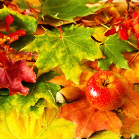 Autumn background with colorful leaves and apple.Colorful autumn background and red apples.