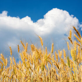 Barley Fields and blue sky