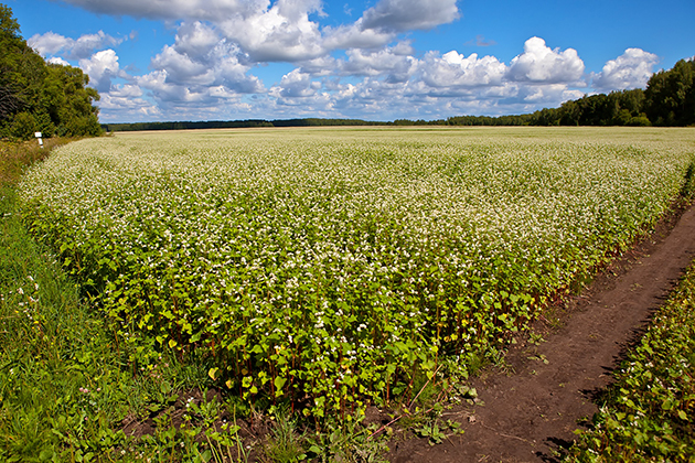 На Хмельниччині аграрії продовжують збір пізніх культур