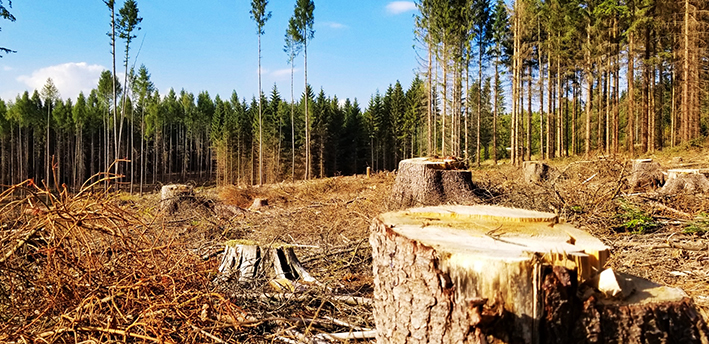 Про незаконні вирубки лісу мешканці Хмельниччини можуть повідомити на гарячу лінію