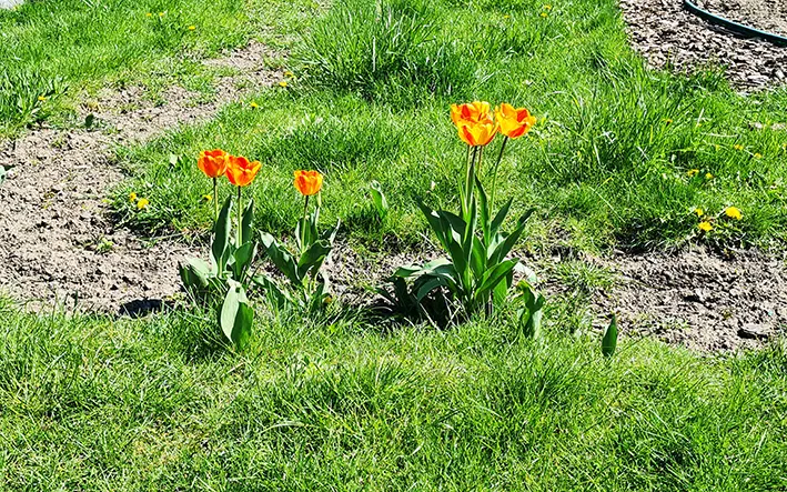 тюльпани у Хмельницькому