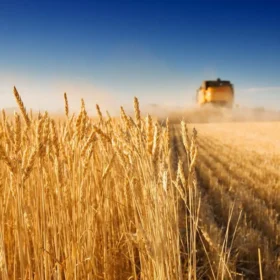 поле пшениця комбайн