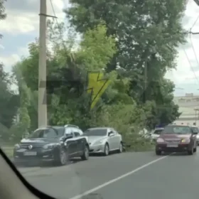 дерево впало на дорогу