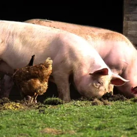 свині і кури у дворі