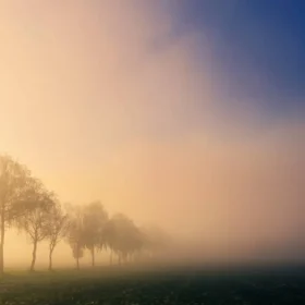 туман дерева