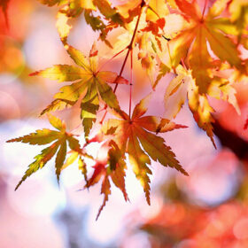 осінь листок