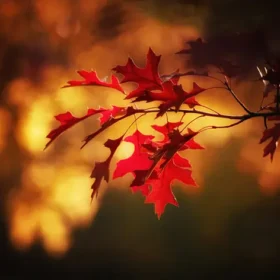 осінь клен червоний