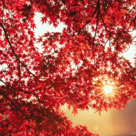 осіннє листя сонце