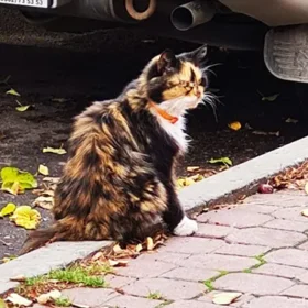 кіт на тротуарі