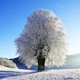 дерево в снігу