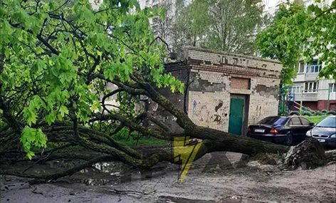 У Хмельницькому у дворі будинку впало величезне дерево (ФОТО)