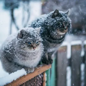 погодазима сніг коти