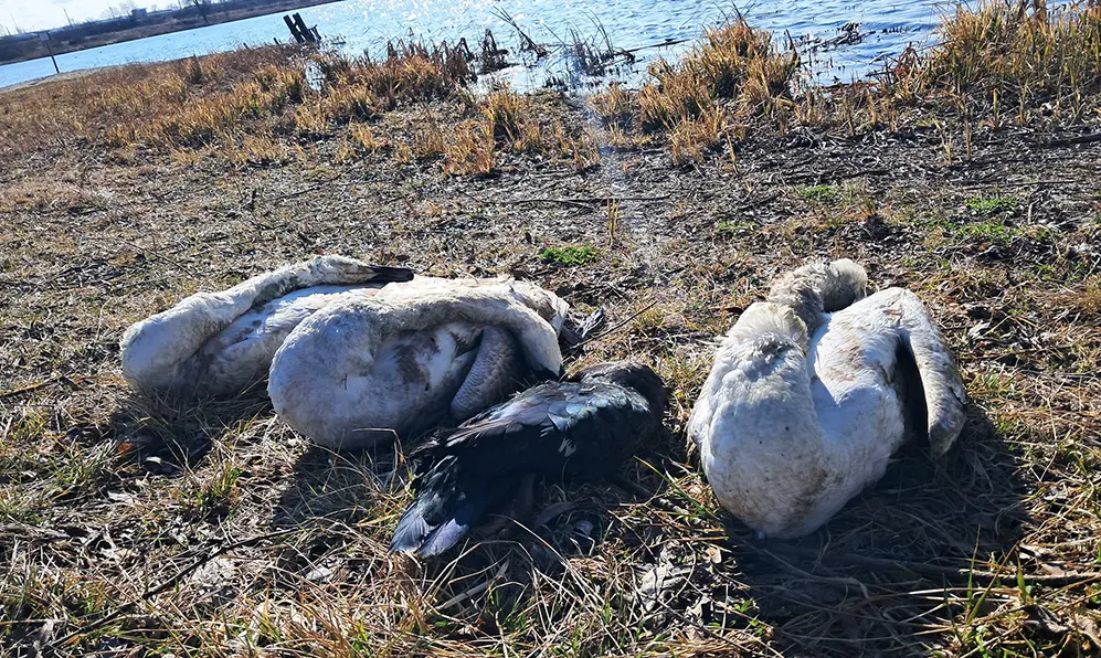 Мертвих птахів виявили біля водойми у Нетішині