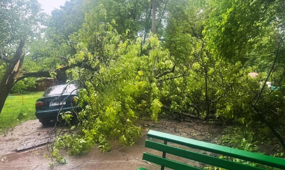 Дерево впало на автомобіль у Кам’янці-Подільському (ФОТО)