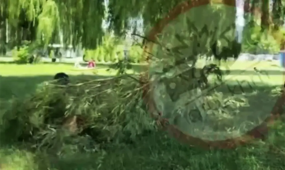 Біля пляжу у Хмельницькому гілка верби впала на людину (ВІДЕО)