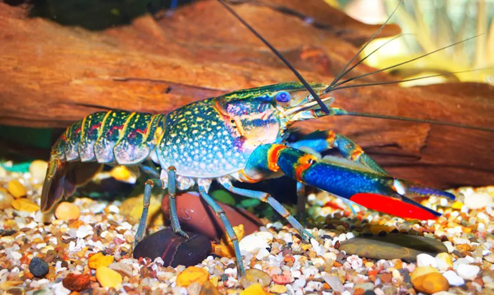 Дружина ветерана з Хмельниччини отримає пів мільйона гривень на розвиток акваферми