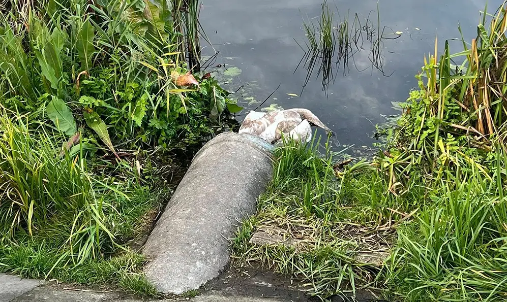 На водоймі у Старокостянтинові загинув лебідь
