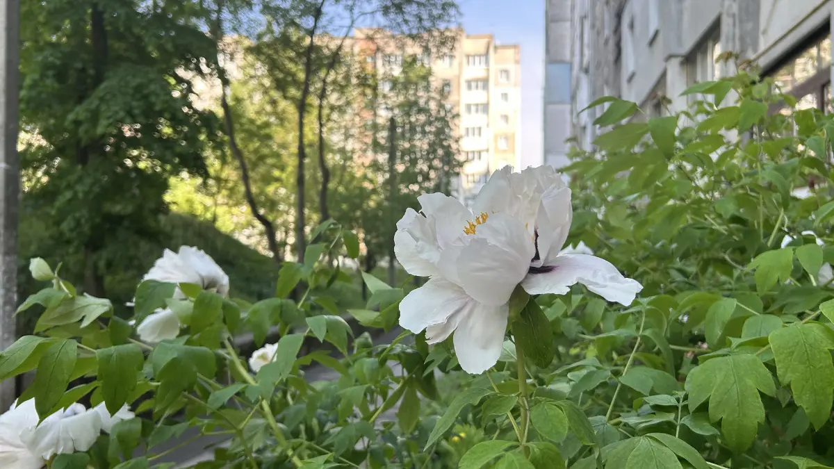 Погода на Хмельниччині 22 травня
