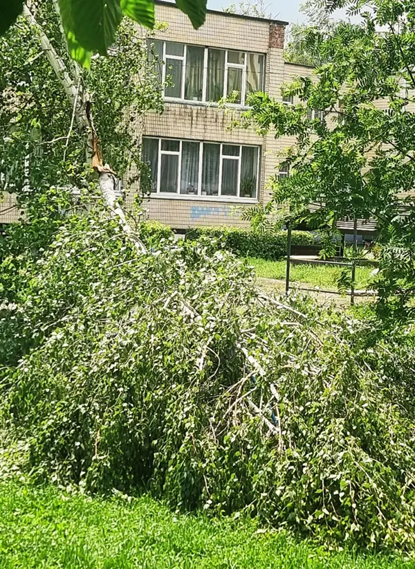 вітер повалив березу на території дитсадка