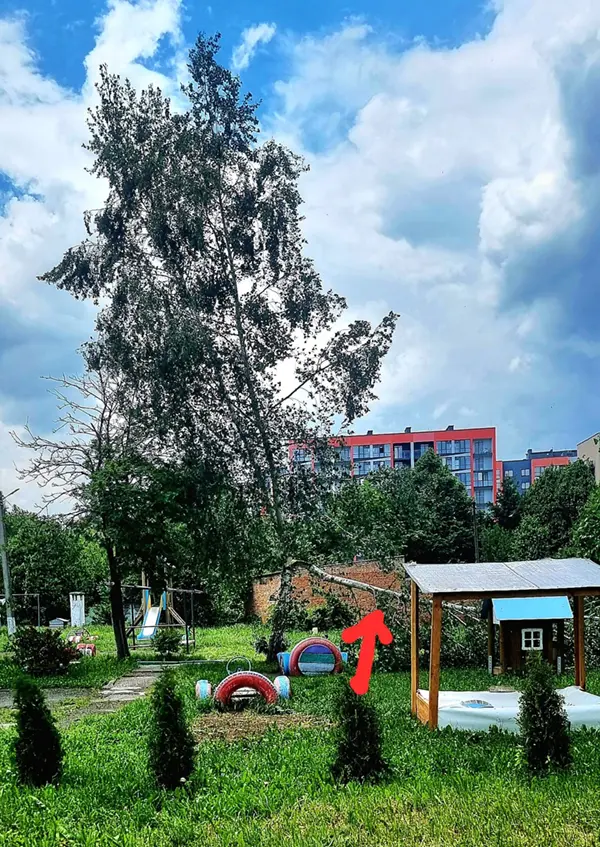 вітер повалив березу на території дитсадка