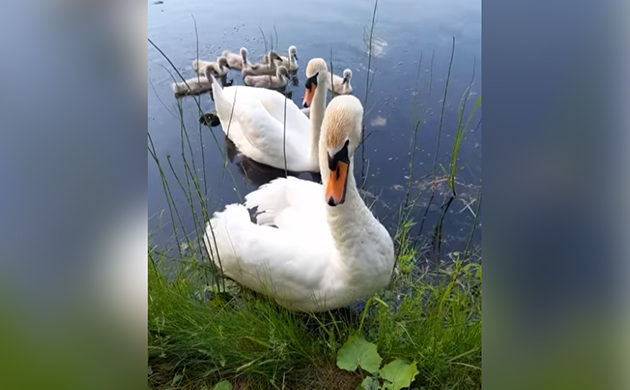 На Блакитних озерах на Шепетівщині народилося 8 лебеденят (ВІДЕО)