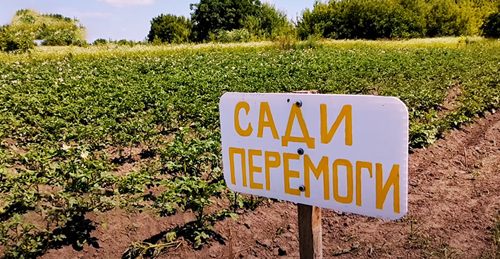 “Сади перемоги” доглядають на Хмельниччині  переселенці